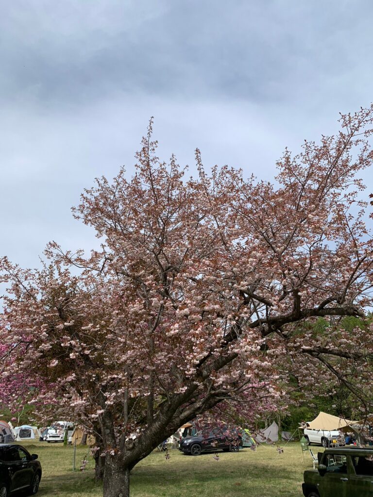 桜？ちょっと引き目の写真