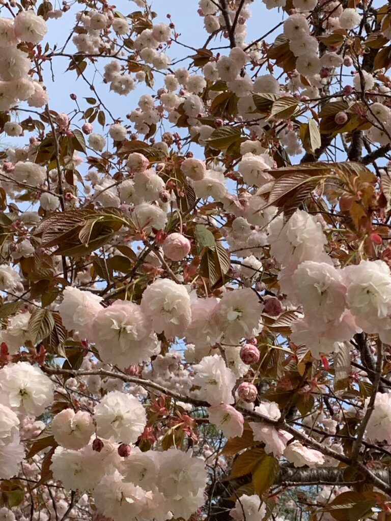 桜？