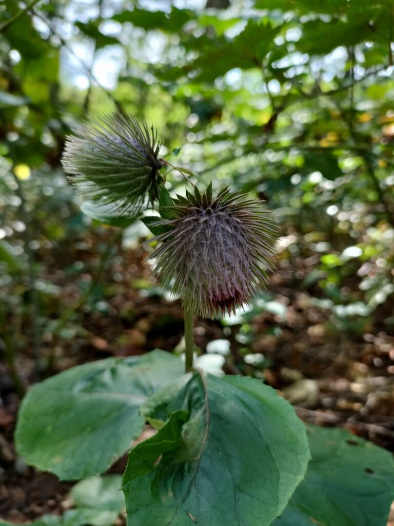 とげとげの草