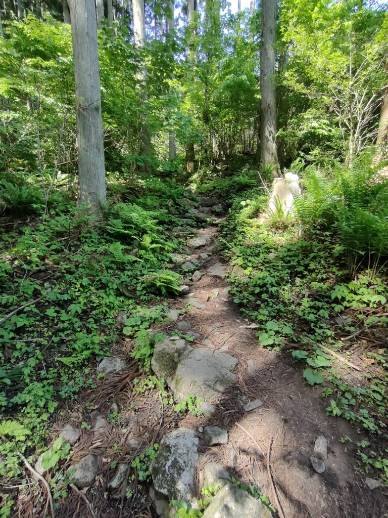 登山道・序盤