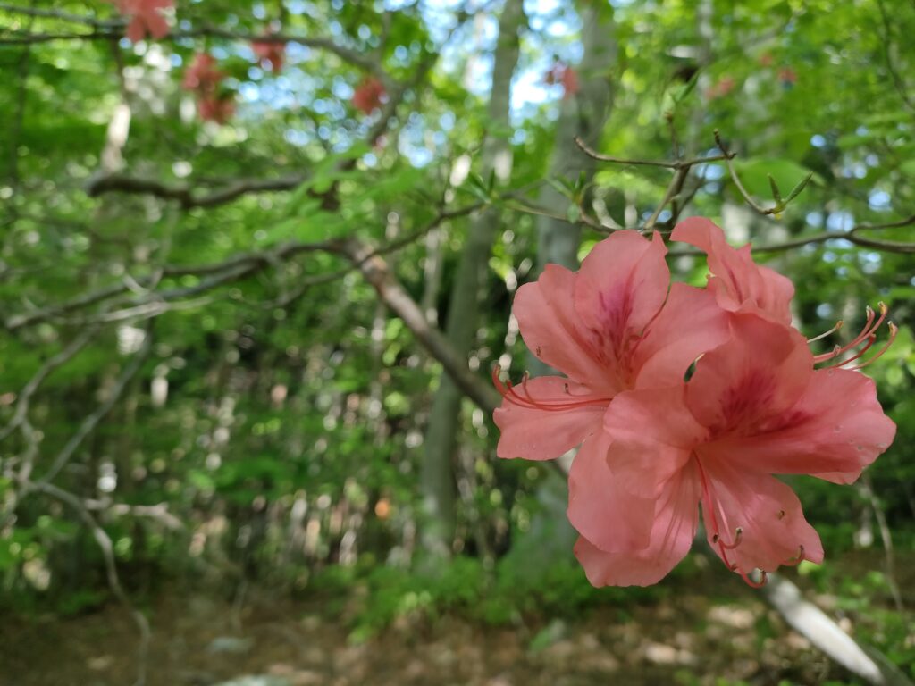 山に咲くつつじだからヤマツツジと命名→そのとおりだった