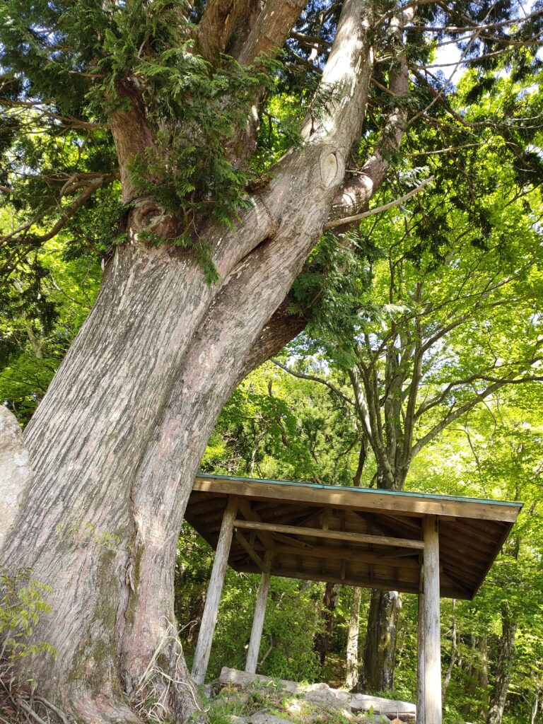 東屋の大木