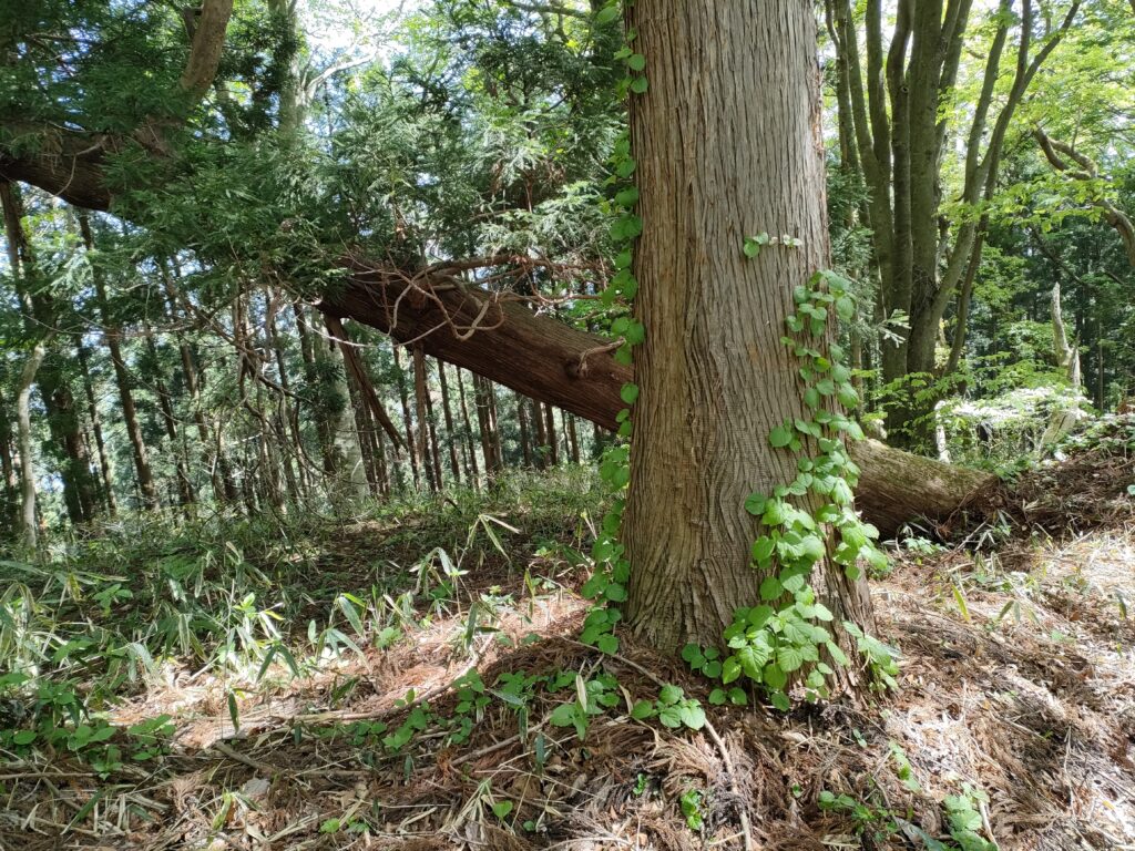 斜めの樹